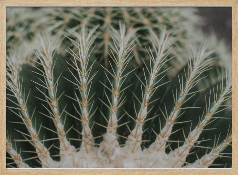 Cactus Poster